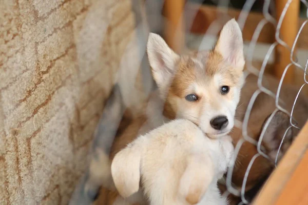 Barınaktaki kafeste üzgün köpek yavrularının yardıma ihtiyacı var.. — Stok fotoğraf