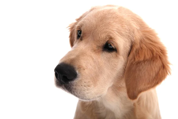 Golden Retriever köpek yavrusunun portresi beyaz bir arka planda oturuyor ve kafasını çeviriyor. — Stok fotoğraf