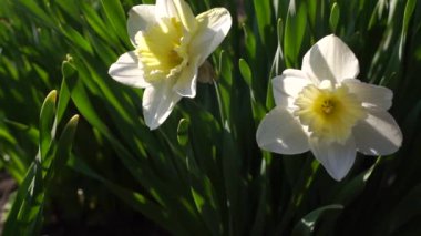 Güzel bahar nergis çiçekleri rüzgarda sallanıyor, yavaş çekim videosu