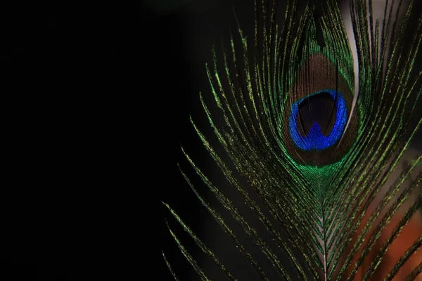 Peacock peří izolované na černém pozadí — Stock fotografie