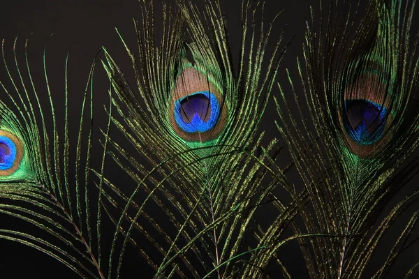 Peacock veer geïsoleerd op een zwarte achtergrond — Stockfoto
