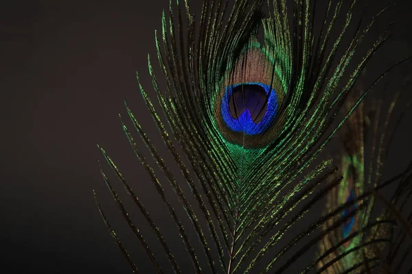 Peacock Veer Geïsoleerd Een Zwarte Achtergrond Hoge Kwaliteit Foto — Stockfoto