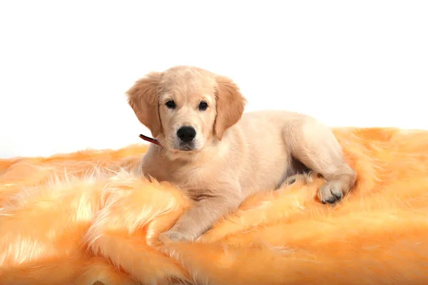 Filhote Cachorro Engraçado Bonito Golden Retriever Deitado Tapete Bege Fundo — Fotografia de Stock