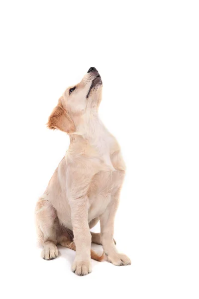 Chiot Drôle Mignon Golden Retriever Assoit Sur Fond Blanc Isolé — Photo