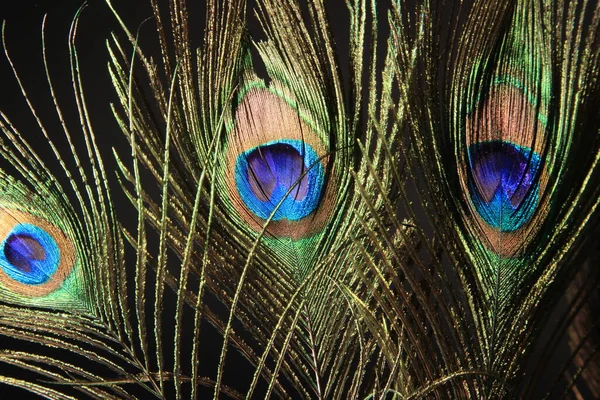 Peacock Veer Geïsoleerd Een Zwarte Achtergrond Hoge Kwaliteit Foto — Stockfoto