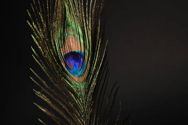 Peacock Veer Geïsoleerd Een Zwarte Achtergrond Hoge Kwaliteit Foto — Stockfoto