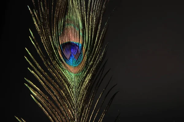 Peacock veer geïsoleerd op een zwarte achtergrond — Stockfoto