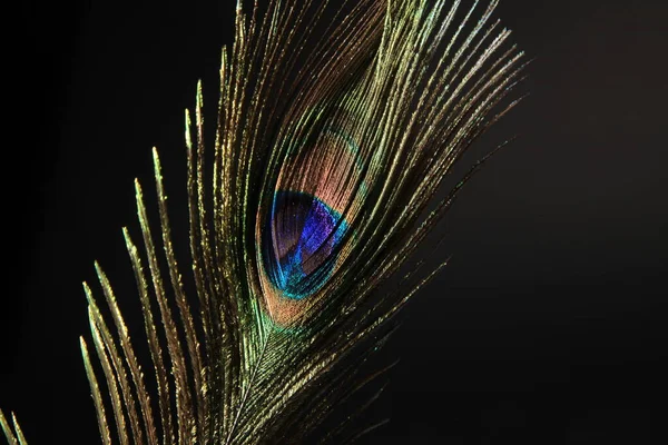 Peacock peří izolované na černém pozadí — Stock fotografie