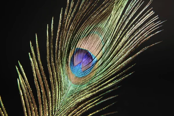 Peacock veer geïsoleerd op een zwarte achtergrond — Stockfoto
