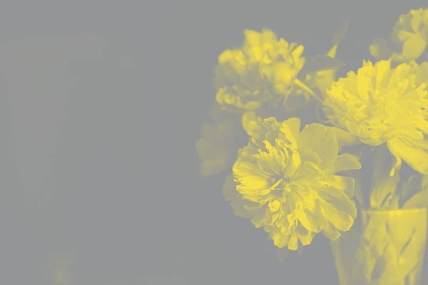 Bouquet di peonie gialle in vaso di vetro su fondo grigio Foto Stock Royalty Free