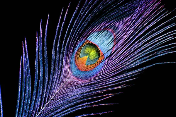 Peacock feather isolated on a black background — Stock Photo, Image