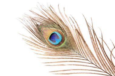 Tavus kuşu tüyü beyaz bir arkaplanda izole edilmiş