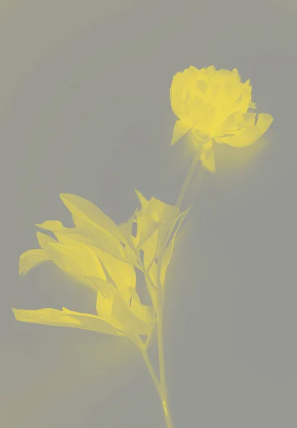 Inverse of one yellow fresh peony on a light gray background — Stock Photo, Image