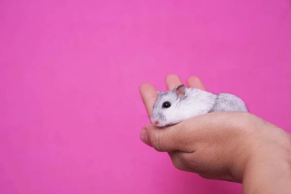 Uma mão segura um hamster em um fundo rosa — Fotografia de Stock