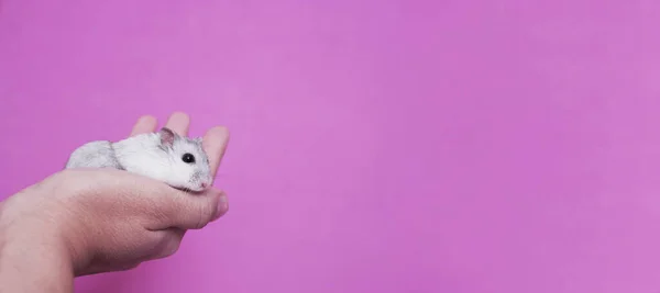 Mão Segurando Hamster Dzungarian Branco Cinza Fundo Rosa — Fotografia de Stock