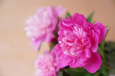 Bej arkaplanda fotokopi alanı olan bir buket taze pembe şakayık. Yüksek kalite fotoğraf