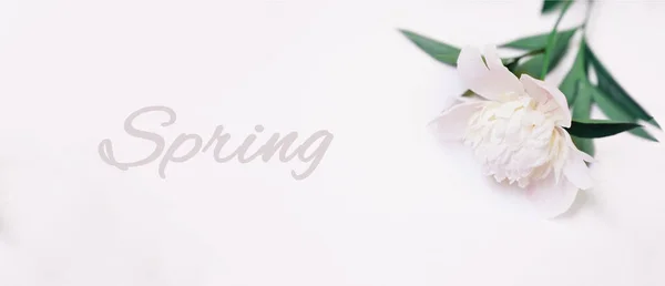 Peonía Blanca Fresca Sobre Fondo Gris Banner Con Texto Primavera — Foto de Stock