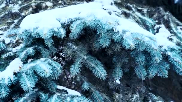 Det Snöar Mot Bakgrund Blå Grangrenar Vacker Vinterskog Högkvalitativ Film — Stockvideo