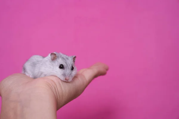 Mão Segurando Hamster Dzungarian Branco Cinza Fundo Rosa — Fotografia de Stock