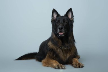 Stüdyoda gri bir geçmişi olan Alman çoban köpeği.