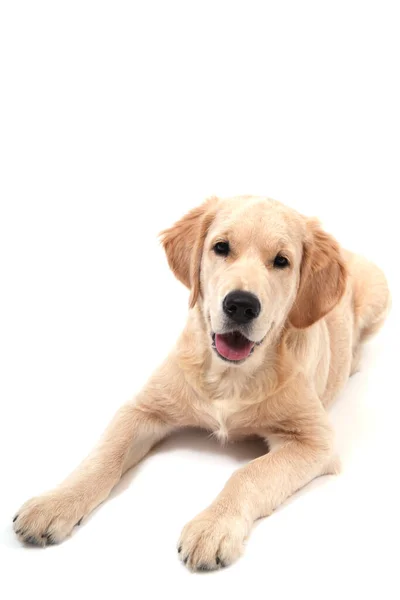stock image Cute Retriever lies on a white background and looks at camera, copy space 