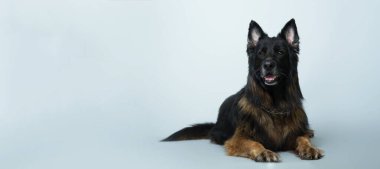 Alman uzun saçlı çoban köpeği Stüdyo 'da gri bir arka planda yatıyor.