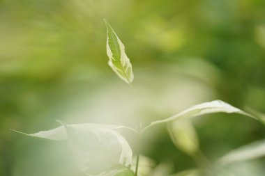 Baharın parlak arka planı, bahçede bulanık bir arka planda taze bir yaprak.