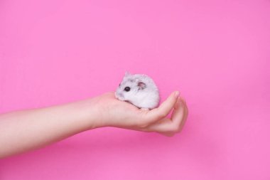 Bir çocuk pembe arka planda bir hamsterı tutar.