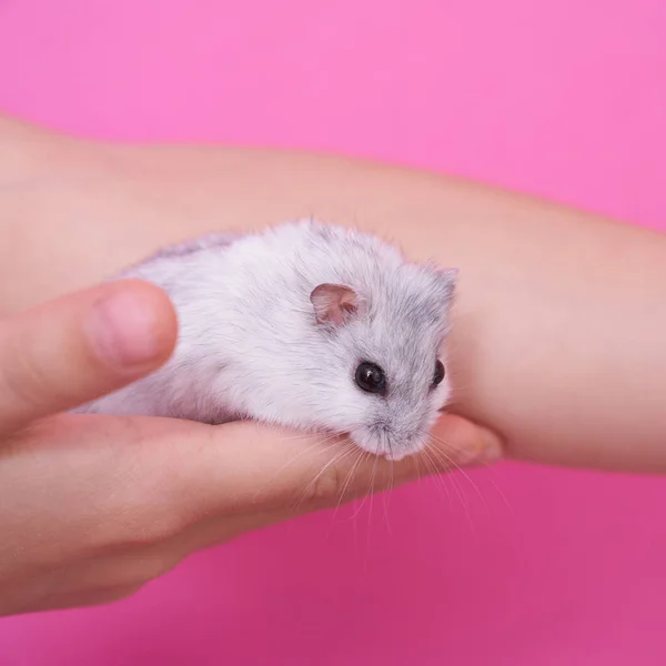 Une main enfantine tient un hamster sur un fond rose — Photo