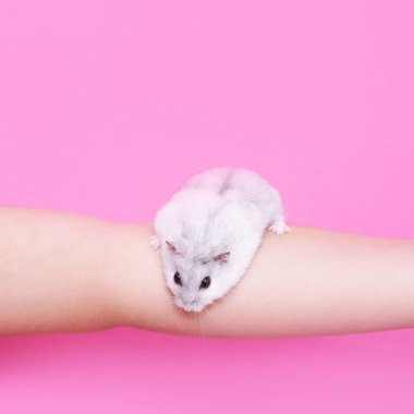 Bir çocuk pembe arka planda bir hamsterı tutar.