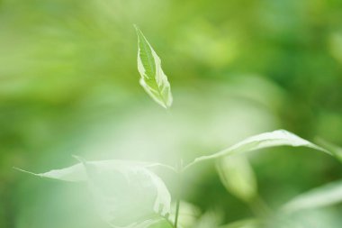 Baharın parlak arka planı, bahçede bulanık bir arka planda taze bir yaprak.