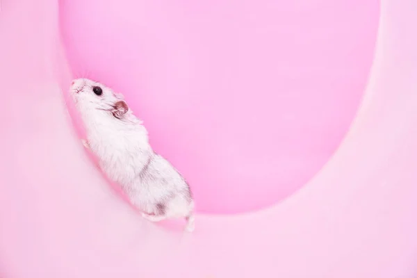 Dzungarian hamster cinza em uma roda sobre um fundo rosa. Mockup para texto — Fotografia de Stock