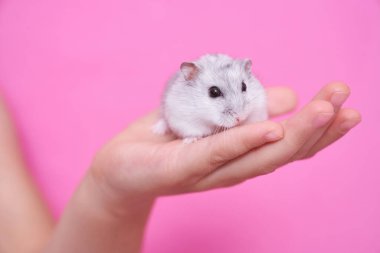 Bir çocuk pembe arka planda bir hamsterı tutar.