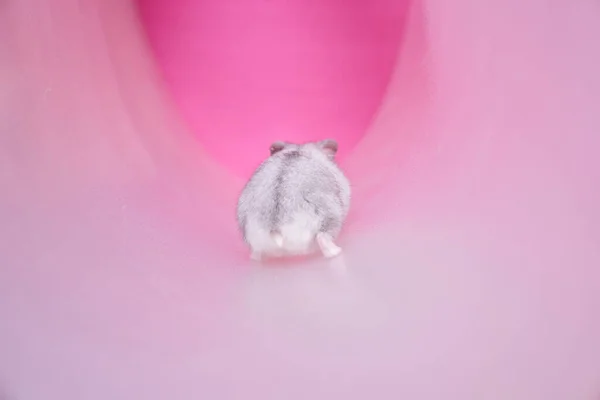 Dzungarian hamster cinza em um tubo em um fundo rosa. hamster vai embora. — Fotografia de Stock