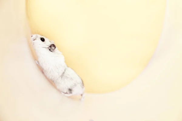 Dzungarian hamster cinza em uma roda sobre um fundo amarelo. Mockup para texto — Fotografia de Stock