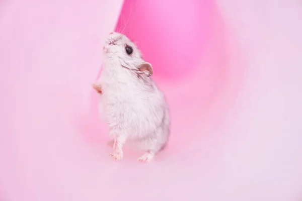 Dzungarian hamster cinza em tubo no fundo cor-de-rosa. hamster procurando uma saída — Fotografia de Stock