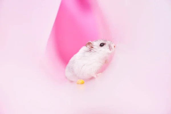 Dzungarian hamster cinza em tubo no fundo cor-de-rosa. hamster procurando uma saída — Fotografia de Stock