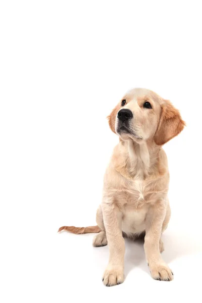 Um filhote de cachorro de Golden Retriever se senta em um fundo branco e olha para cima — Fotografia de Stock