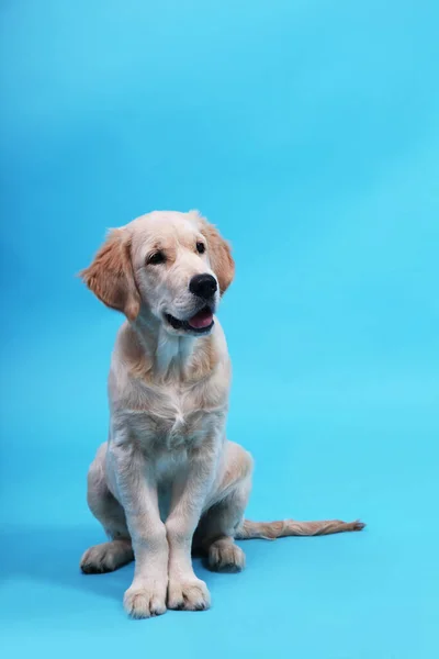 Bonito filhote de cachorro Retriever está sentado em um fundo azul e olha para longe — Fotografia de Stock