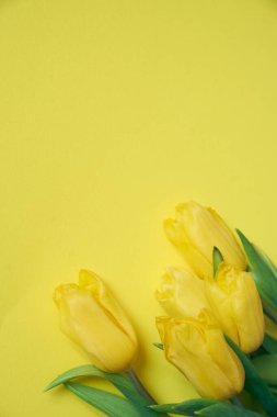 Sarı arka planda beş sarı taze lale.