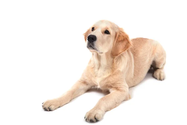 Bir Golden Retriever köpeği beyaz arka planda yatar ve yukarı bakar. — Stok fotoğraf