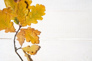 Beyaz ahşap arka planda meşe dalında yapraklar, sonbahar konsepti, kopyalama alanı