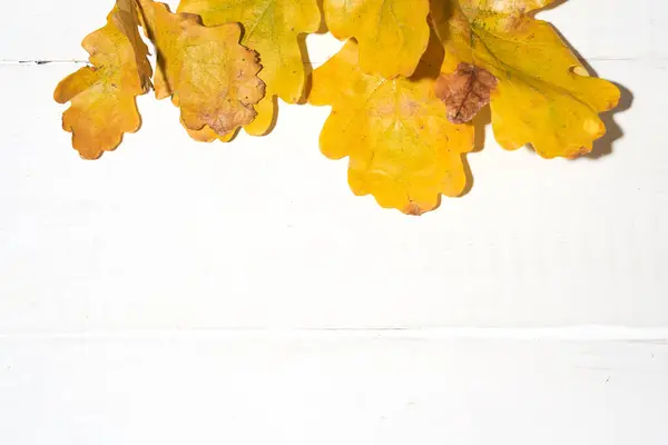 Foglie su ramo di quercia su uno sfondo di legno bianco, concetto di autunno, spazio copia — Foto Stock