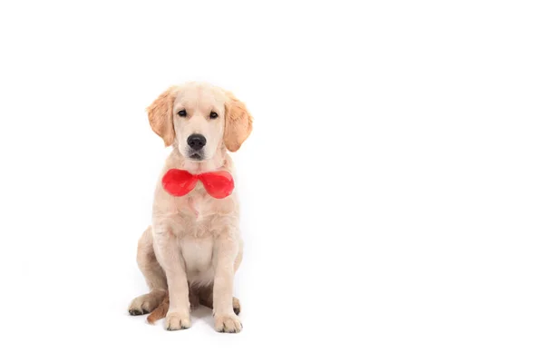 Un chiot de Golden Retriever s'assoit sur un fond blanc et regarde la caméra — Photo