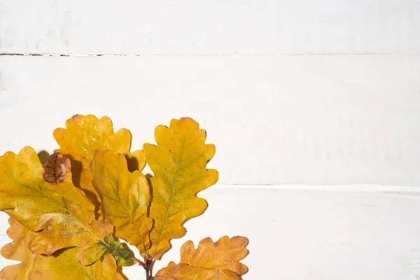 白い木の背景にオークの枝に葉、秋のコンセプト、コピースペース — ストック写真