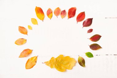 Renkli sonbahar yaprakları dairesi, beyaz bir ahşap üzerinde dizayn için eğimli çerçeve