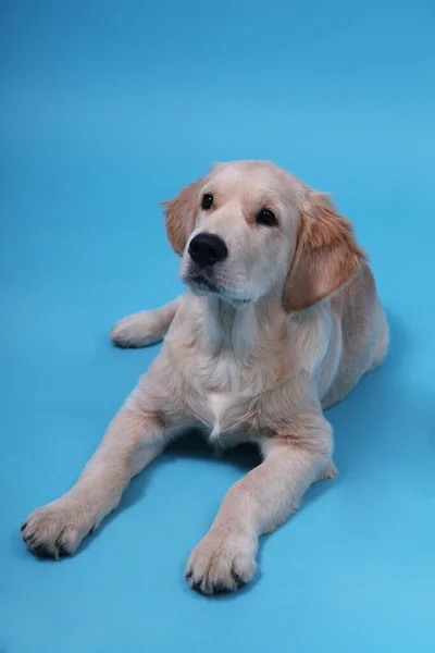 Tatlı av köpeği mavi arka planda yatar ve kafasını kaldırır. — Stok fotoğraf