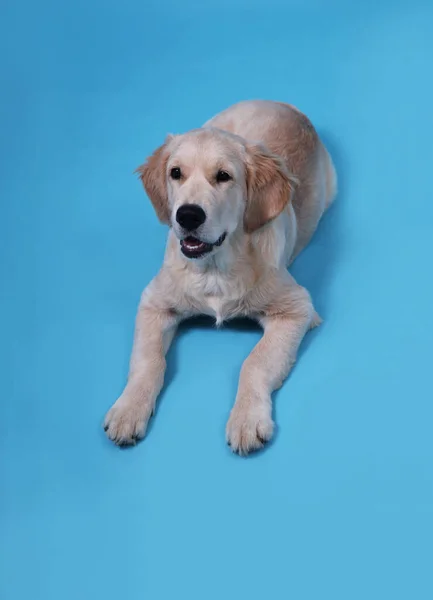 Cute Retriever chiot se trouve sur un fond bleu et lève les yeux — Photo