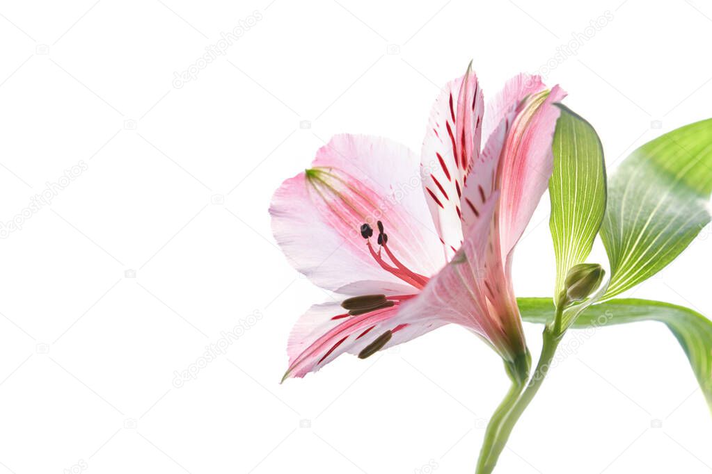 Alstroemeria fresh flower on a white isolated background