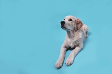 Tatlı av köpeği mavi arka planda yatar ve kafasını kaldırır.